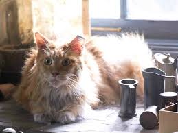 File:Butter cup.jpg