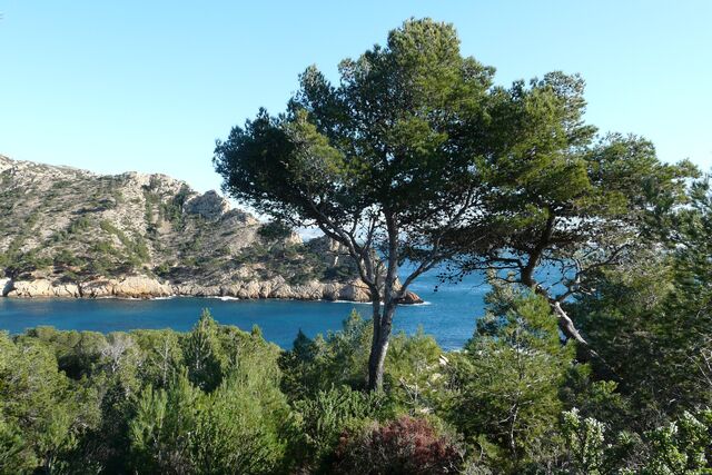 File:Mediterranean forest.jpg