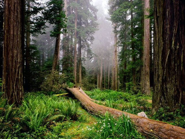 File:Fallen-Nurse-Log,-Redwood-National-Park,-California.jpg