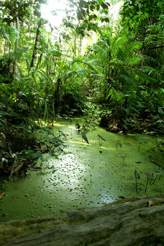 File:Arena Jungle.jpg