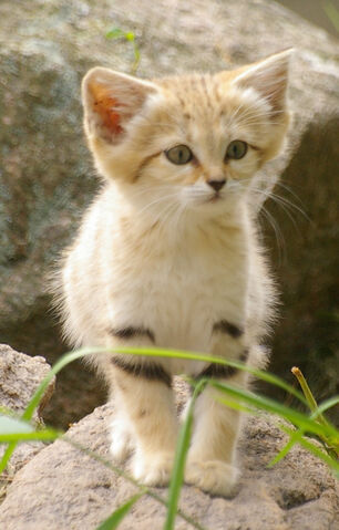 File:Catiee.jpg