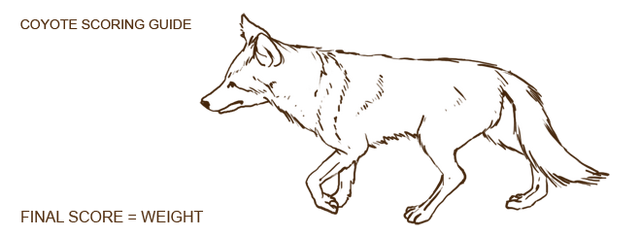Datei:Coyote.png