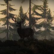 Blacktail Hauptseite.jpg