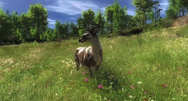 Fichier:Slider piebaldwhitetail001.jpg