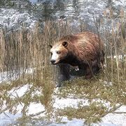 Braunbär Infotabelle.jpg