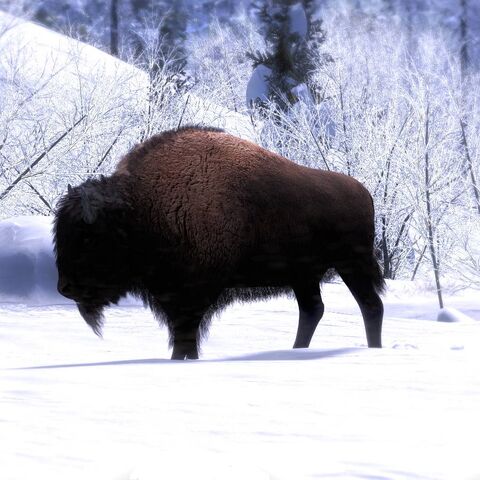 Datei:Bison common.jpg