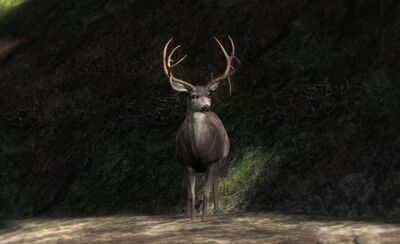 Mule02.jpg