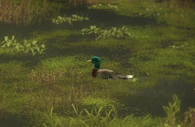 Stockente im Wasser.jpg