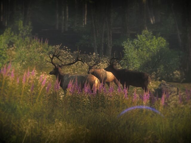 Datei:Elk melanistic.jpg