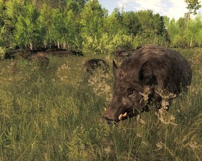 Razorback01.jpg