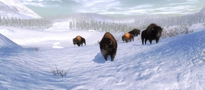 Bison2.jpg