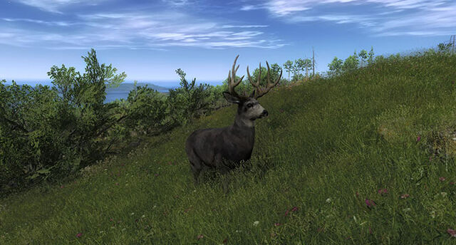 Fichier:Slider muledeer001.jpg