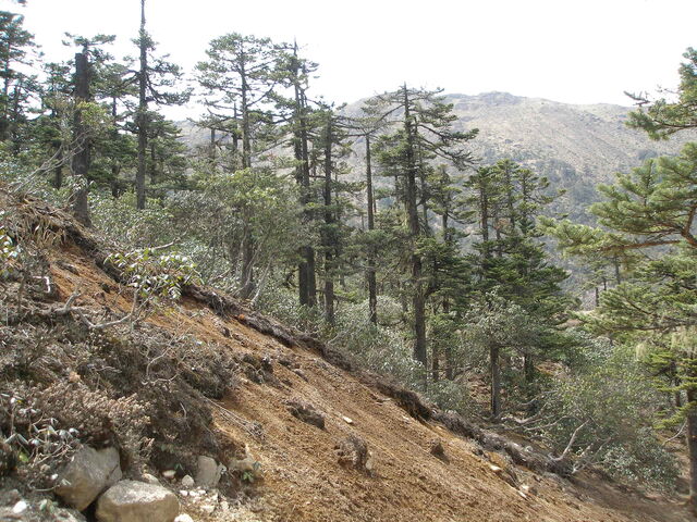 File:Woods5.jpg