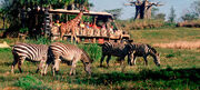 Kilamnjaro Safari