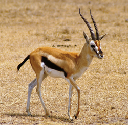 Gazelle