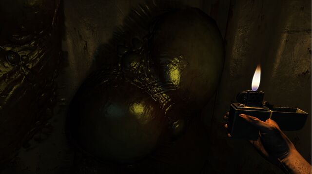 File:Egg Sacs 2.jpg