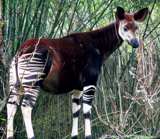 File:Okapi.png