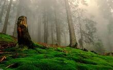 Letum Wood