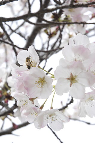 File:Blossom.jpg