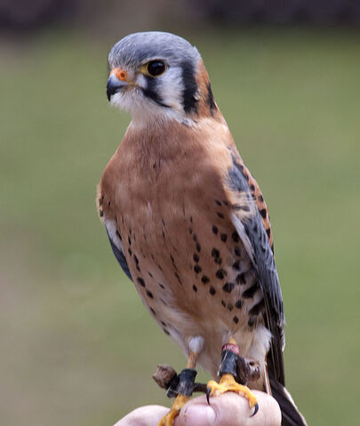 File:Kestrel.jpg