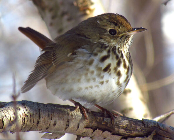 File:Hermit Thrush in winter.jpg