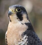 Peregrinefalcon