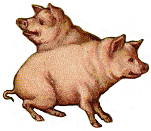 File:Pig.jpg