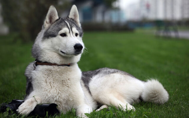 File:Siberian-huskies-with-blue-eyes-pictures.jpg