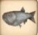 Herring