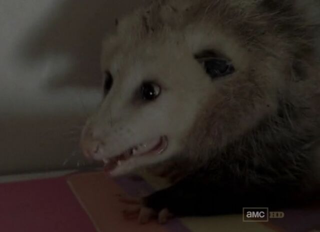 Datei:Opossum.jpg