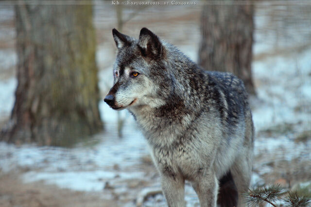 File:Silver wolf.jpg