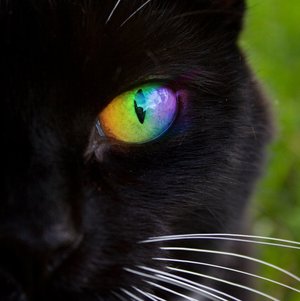 File:Dreamclaw.jpeg
