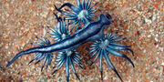 The-blue-dragon-glaucus-atlanticus