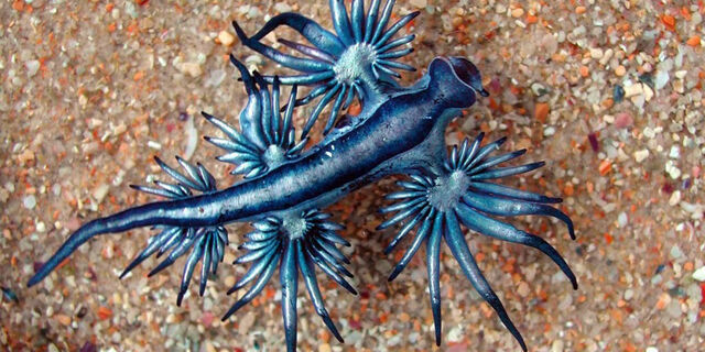 File:The-blue-dragon-glaucus-atlanticus.jpg