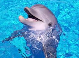 File:Dolphin 4.jpg
