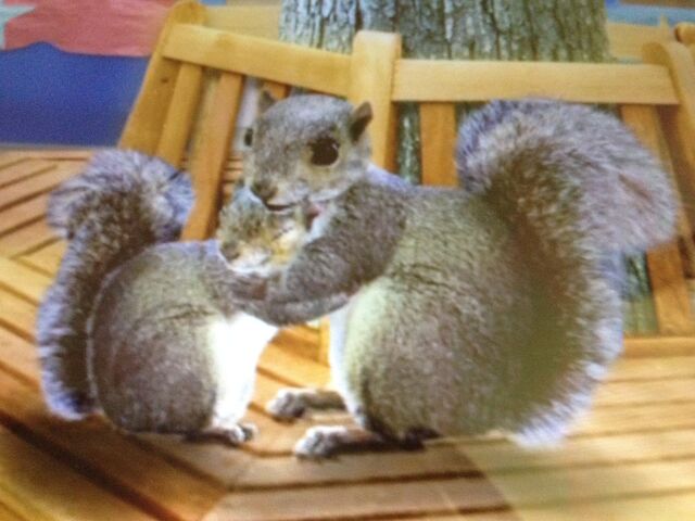 File:Squirrelwonderpets.jpg