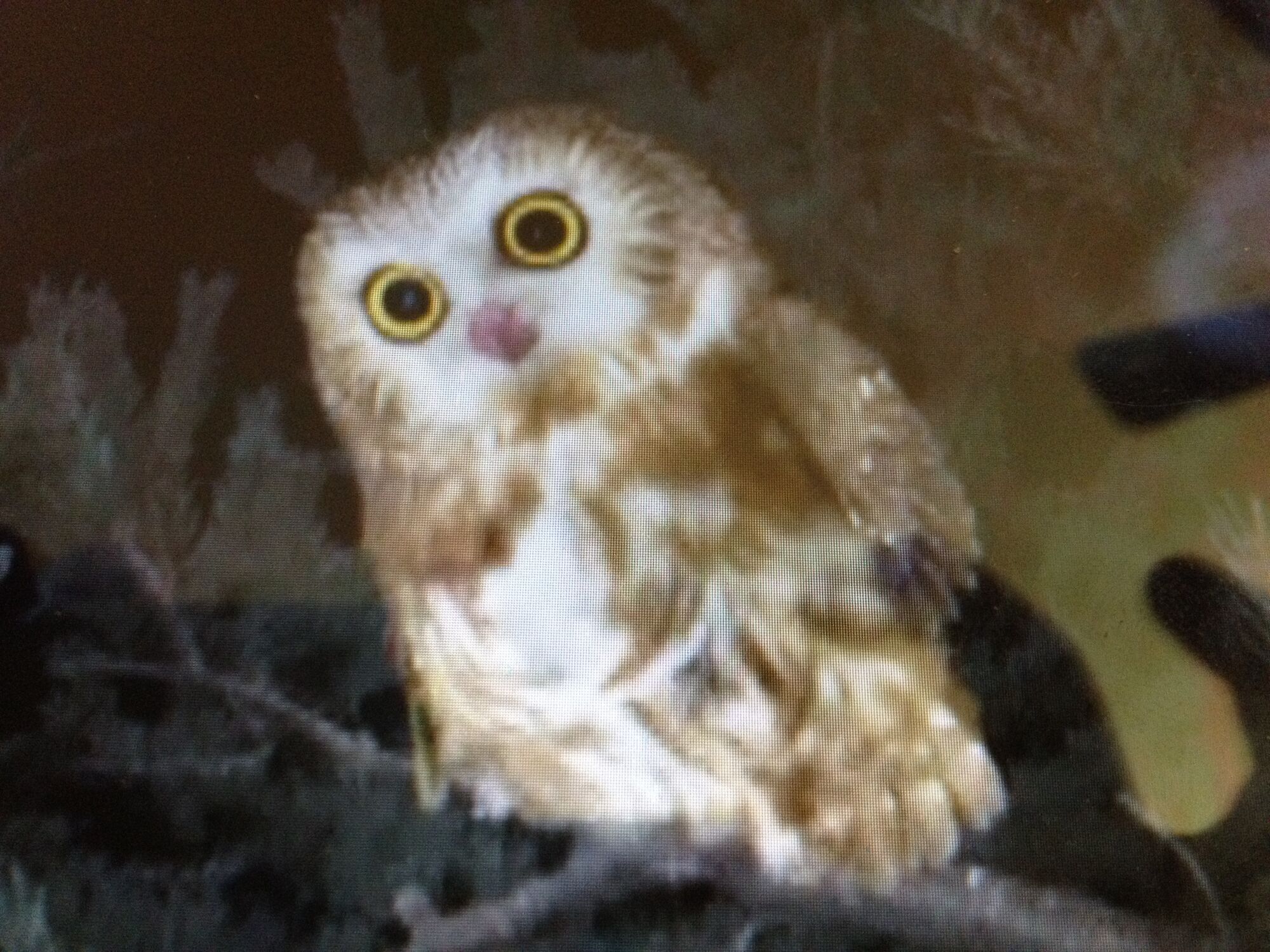 Save the Owl! | Wonder Pets! Wiki | FANDOM powered by Wikia