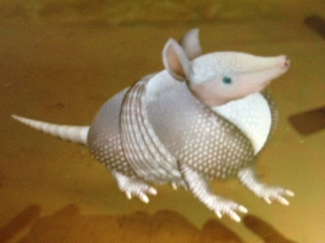 File:Armadillowonderpets.jpg