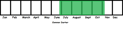 Common Darter TL