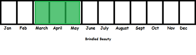 Brindled Beauty TL
