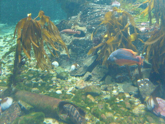 File:Cuckoo Wrasse pair.jpg
