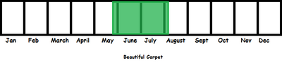 Beautiful Carpet TL