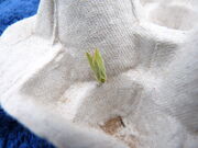 Earias clorana ~ Cream-bordered Green Pea