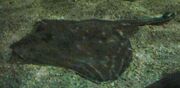 Thornback Ray