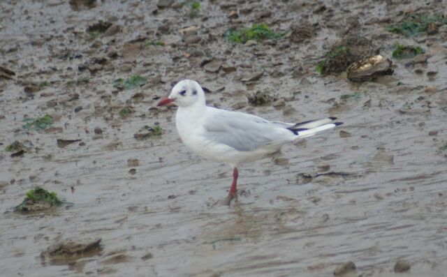 File:Blackheadgull.jpg