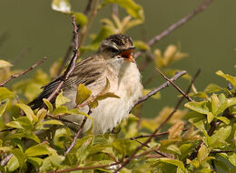 Sedge Warbler