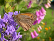 Meadow brown