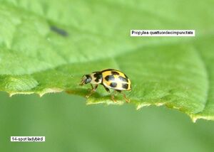 14 Spot