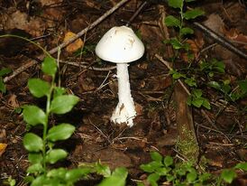 800px-Destroying Angel 02