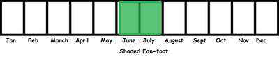 Shaded Fan-foot TL